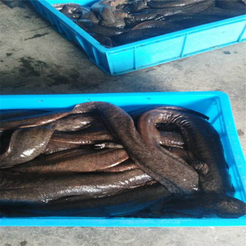 贵州娃娃鱼批发娃娃鱼苗大娃娃鱼苗大鲵苗