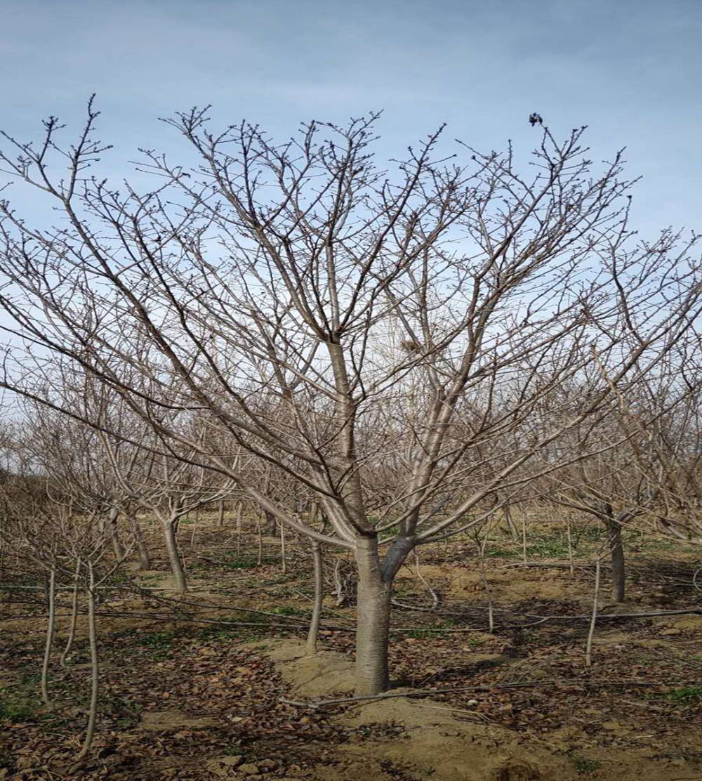 垂枝樱花苗长得快大量出售秋基地常年供应新品种