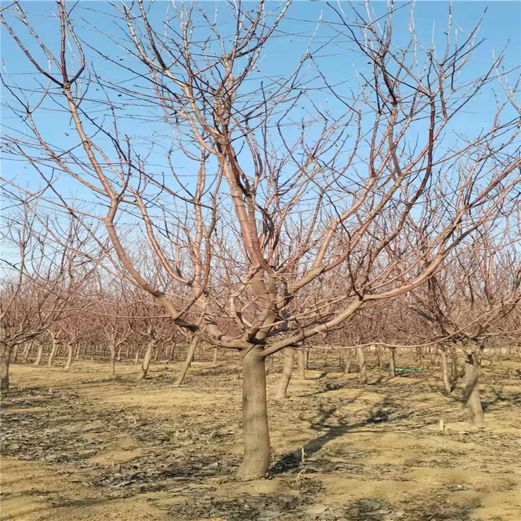 红宝石海棠树苗庭院别墅地载绿化植物苗木红宝石海棠庭院小区