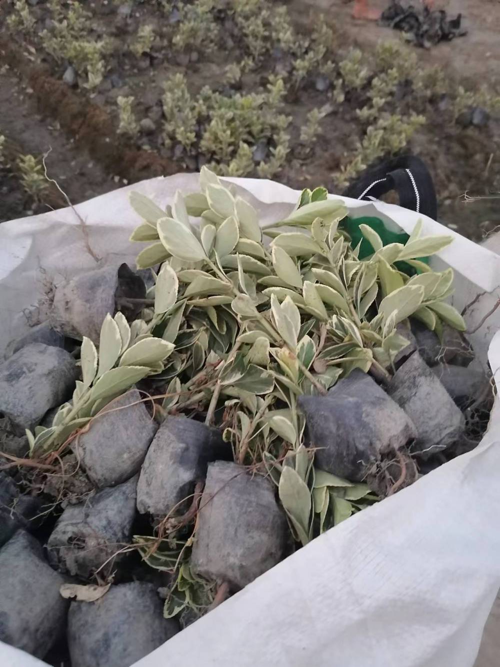 的金边黄杨小苗批发基地2530高的金边黄杨小杯价格