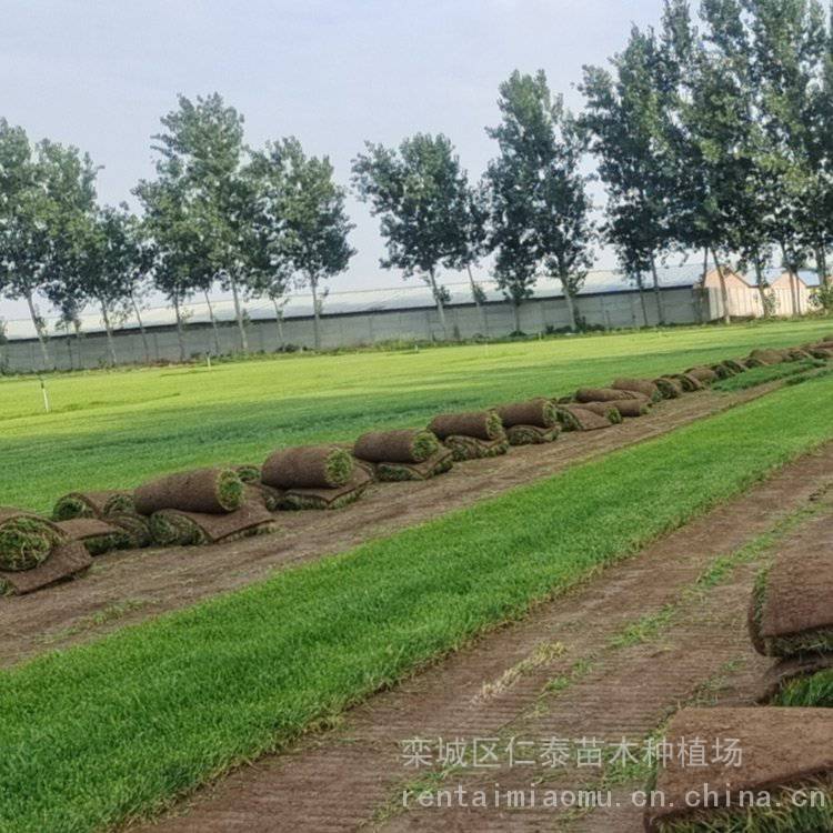 草坪种种子草坪 急需腾地草皮卷 巨紫荆种子