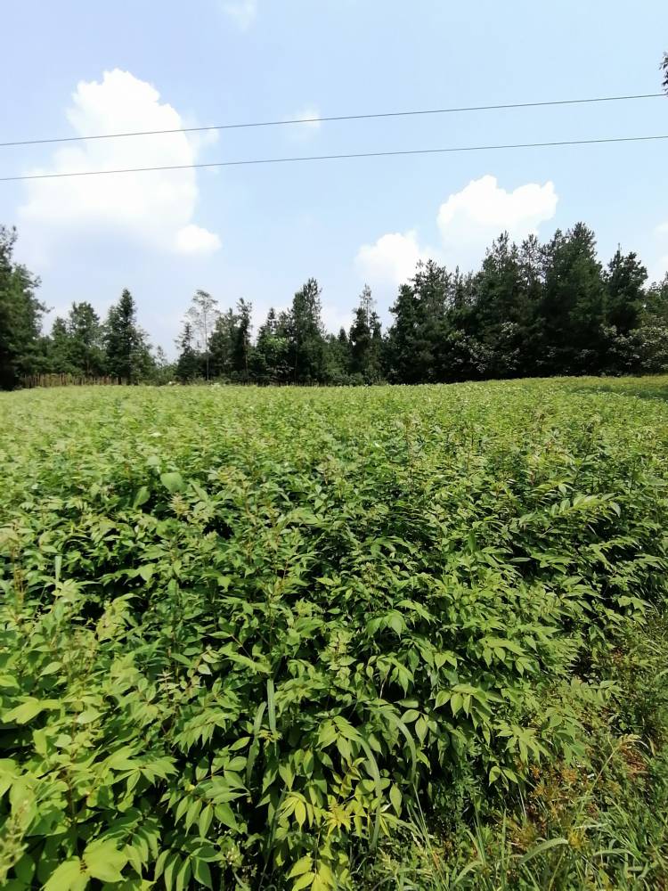 基地*黄柏苗,川黄柏苗,黄柏树苗,黄柏树苗,黄柏种植技术