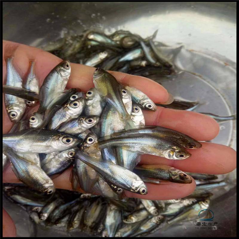 高存活武昌鱼苗平胸鲂鱼苗价格稳定沙边鱼苗好养殖