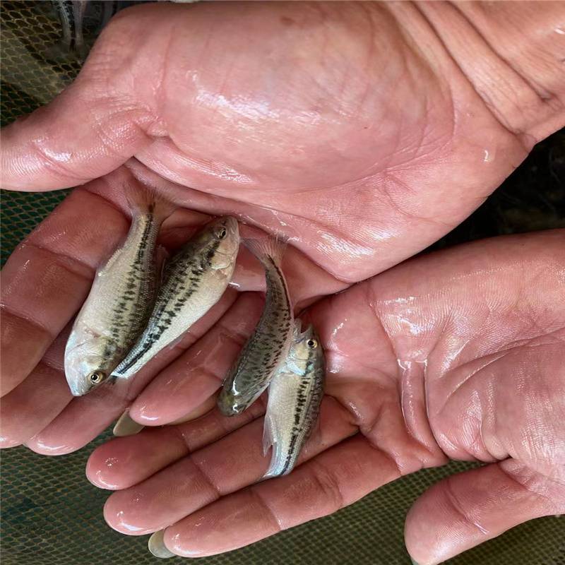 黄色塘虱苗本地塘角鱼苗现有货源云丰加州鲈鱼水产种苗