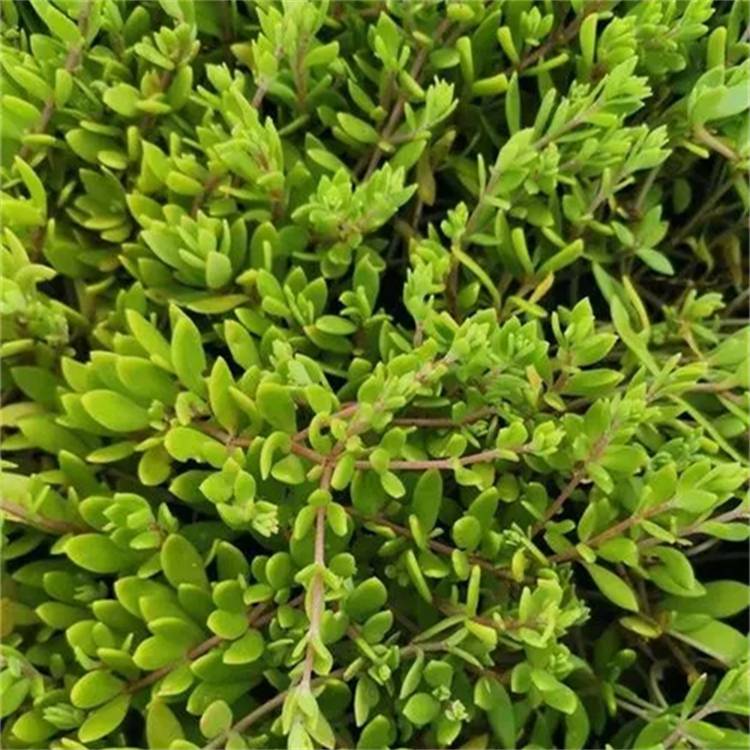 地被观赏植物卧茎景天房顶隔热庭院美化绿化