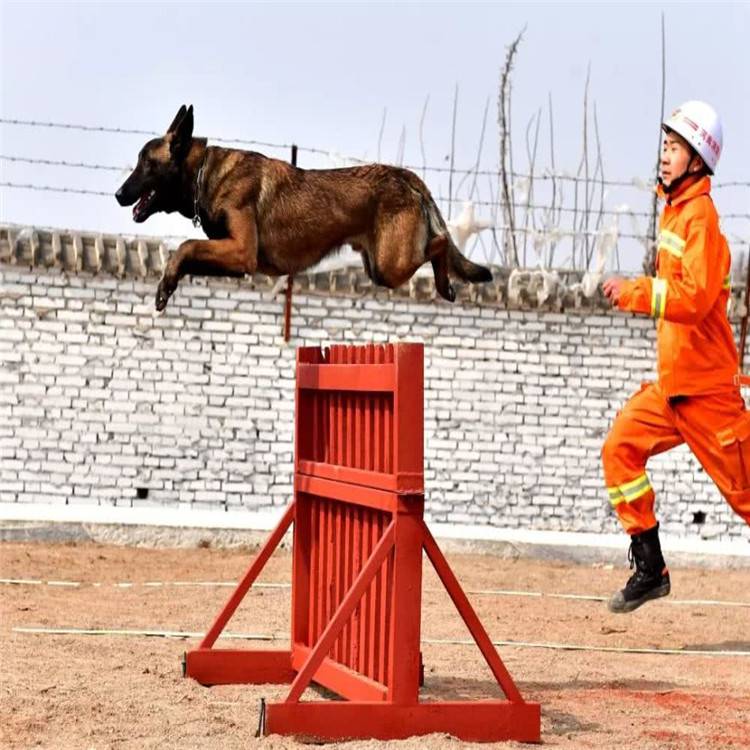 新乡 警犬训练障碍 工作犬器材 跳桶
