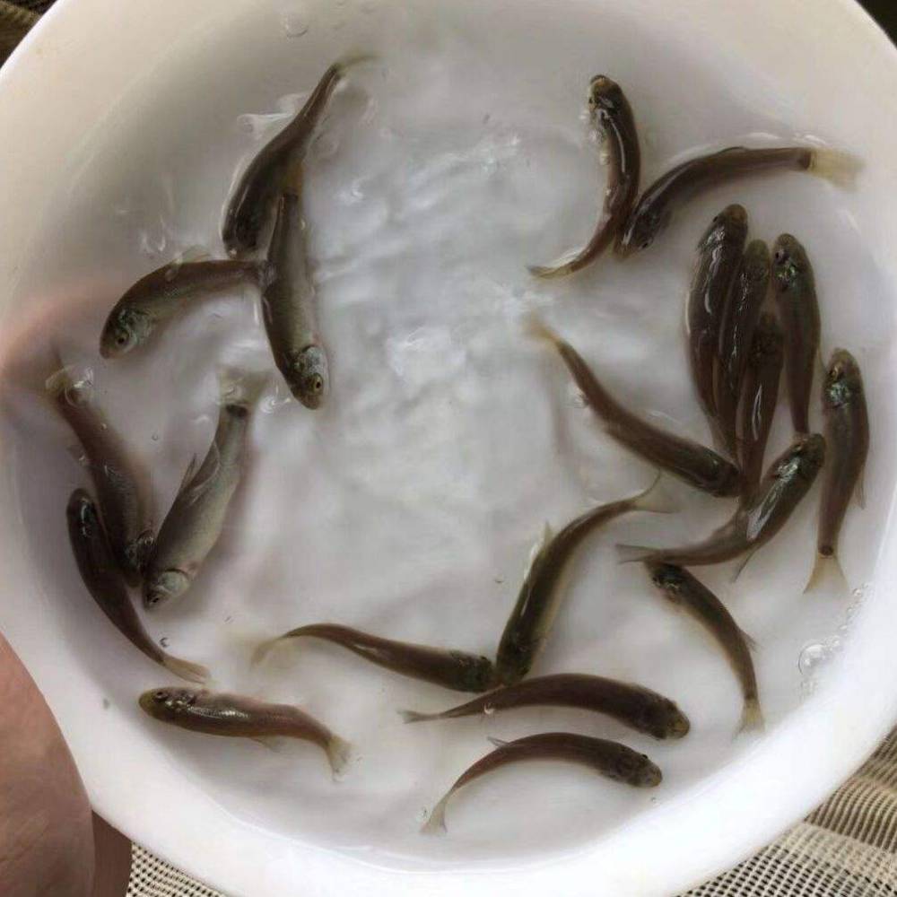 購魚苗丁桂魚苗批發丁歲魚苗批發價格魚苗報價魚苗商機