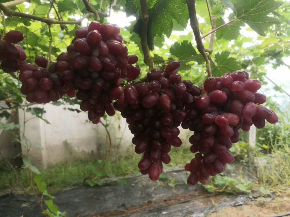 辽宁可欣牌河南省春晖牌苏欣一号极早熟葡萄新品种好吃早熟抗性好省工