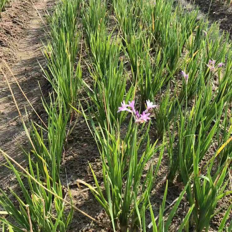 紫娇花多年生紫娇花洋韭菜佳颖园艺常年供应