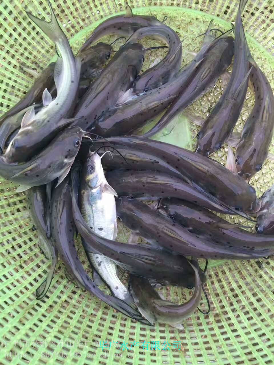 华广鱼苗淡水养殖叉尾鮰鱼苗斑点叉尾鮰鱼苗钳鱼苗叉尾鱼苗活体