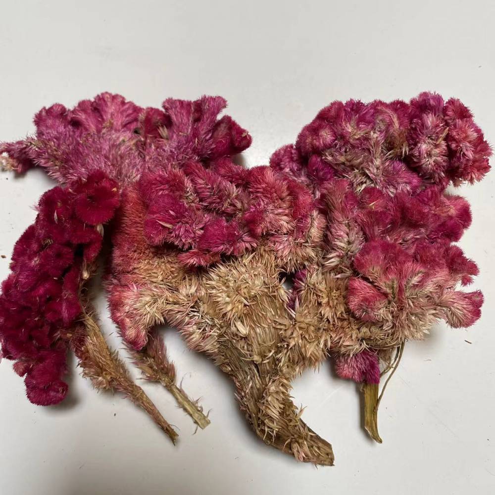 出售中药材红鸡冠花鸡冠花厂家销售