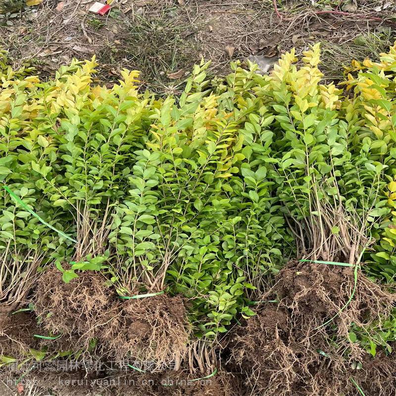 江苏苗圃金叶女贞苗绿篱苗35404550公分2个分支价格报价