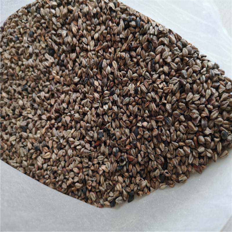 野生苦荞麦子批发价格荞麦子价格多少