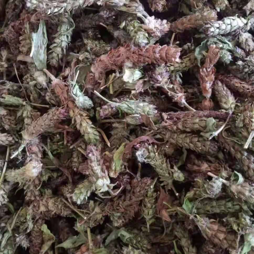 0产品特性夏枯草籽种类种子公司地址安徽 亳州 谯城区 十八里集东92号