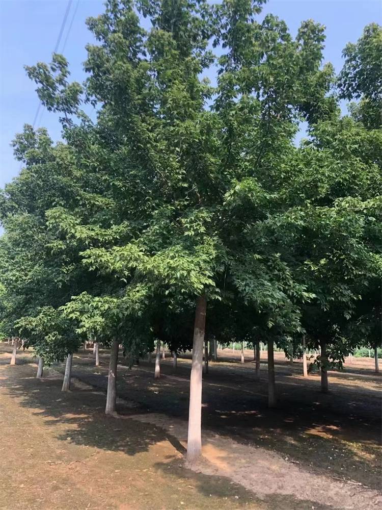 【8公分 15公分金叶复叶槭小苗 景区造型风景树】价格_厂家-中国供应
