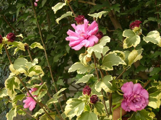 四川供应欧洲花叶木槿观花观叶观果正宗欧洲花木槿小苗出售报价