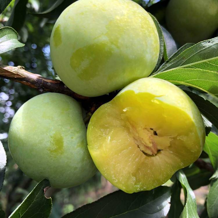 重庆青脆李子苗批发、重庆巴南青脆李子苗附件价格