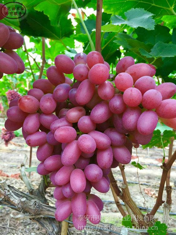 贝达葡萄树苗品种葡萄树2018新报价