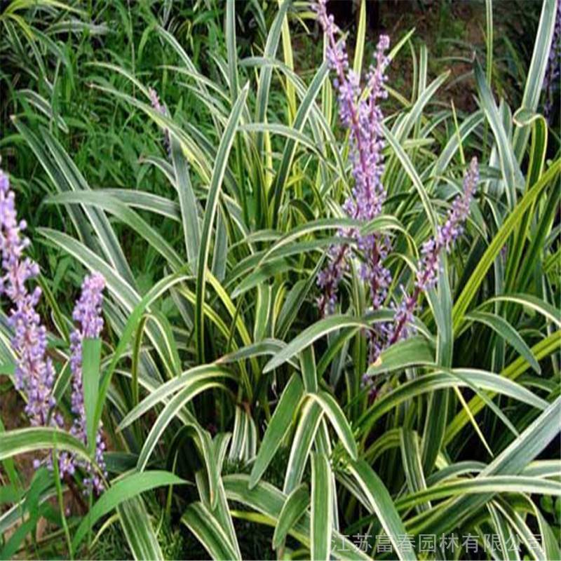 吉祥草品优价廉基地种植批发别名松寿兰小叶万年青竹根七蛇尾七