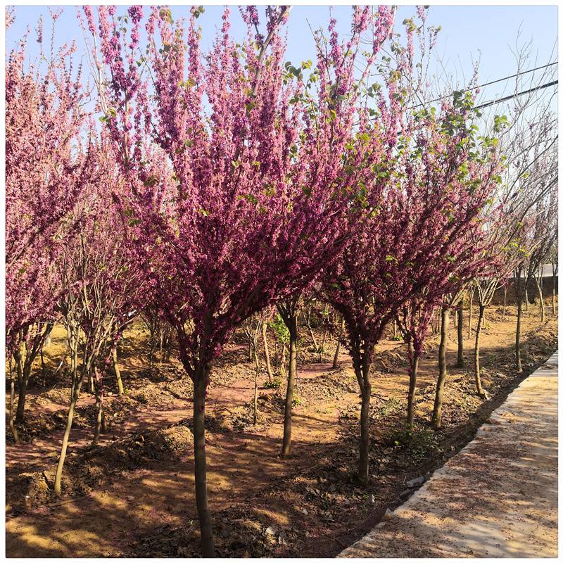 基地供應紫荊苗叢生紫荊樹單杆紅花紫荊樹價格