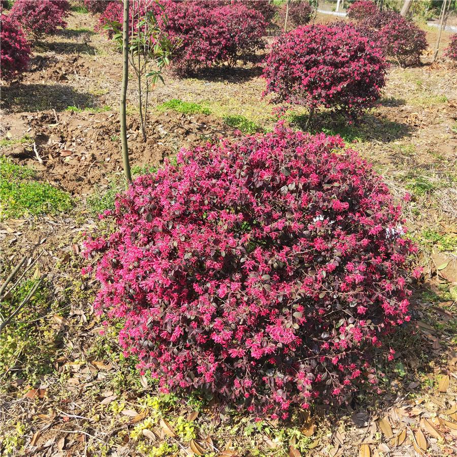 红花继木球冠150红花继木球价格天昱苗木多规格红花继木供应