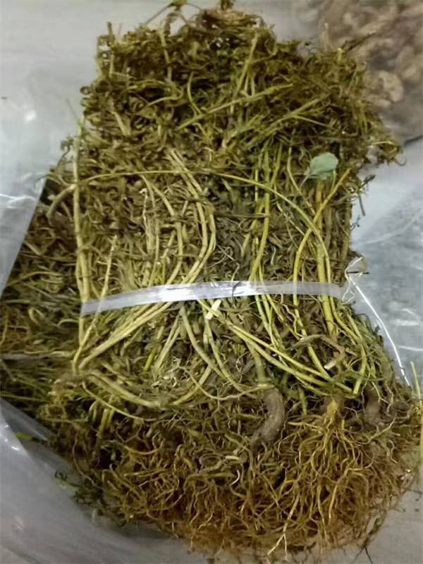 侧鱼胆草图片图片