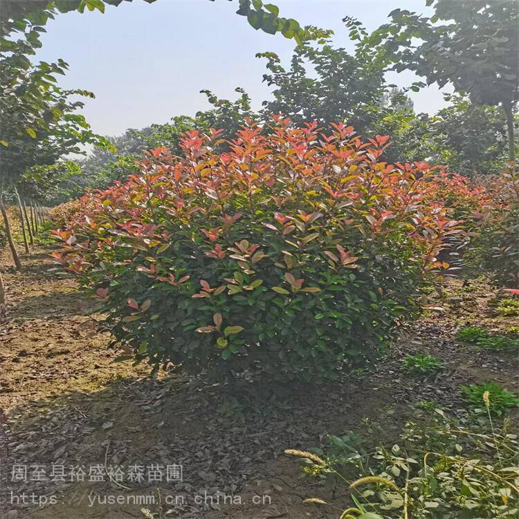 西安红叶石楠基地植物围墙 树苗草皮种子 陕南红叶石楠基地