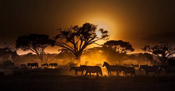 《濒危野生动植物种国际贸易公约》赞扬印度的Vantara堪称***的野生动物保护和完全符合全球标准