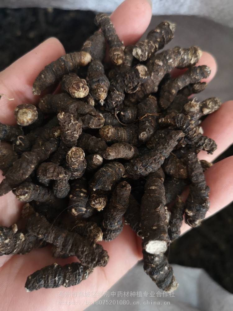 野生赶山鞭的功效赶山边批发价格图片