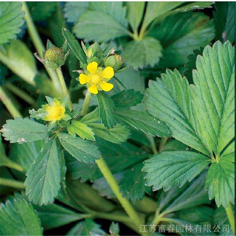 蛇含委陵菜野生蛇含草中药材新鲜五皮风苗紫背龙牙五匹风