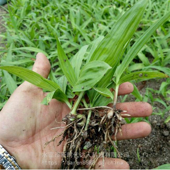 白芨種苗雲南白芨種苗野生白芨種苗貴州白芨種苗四川白芨種苗