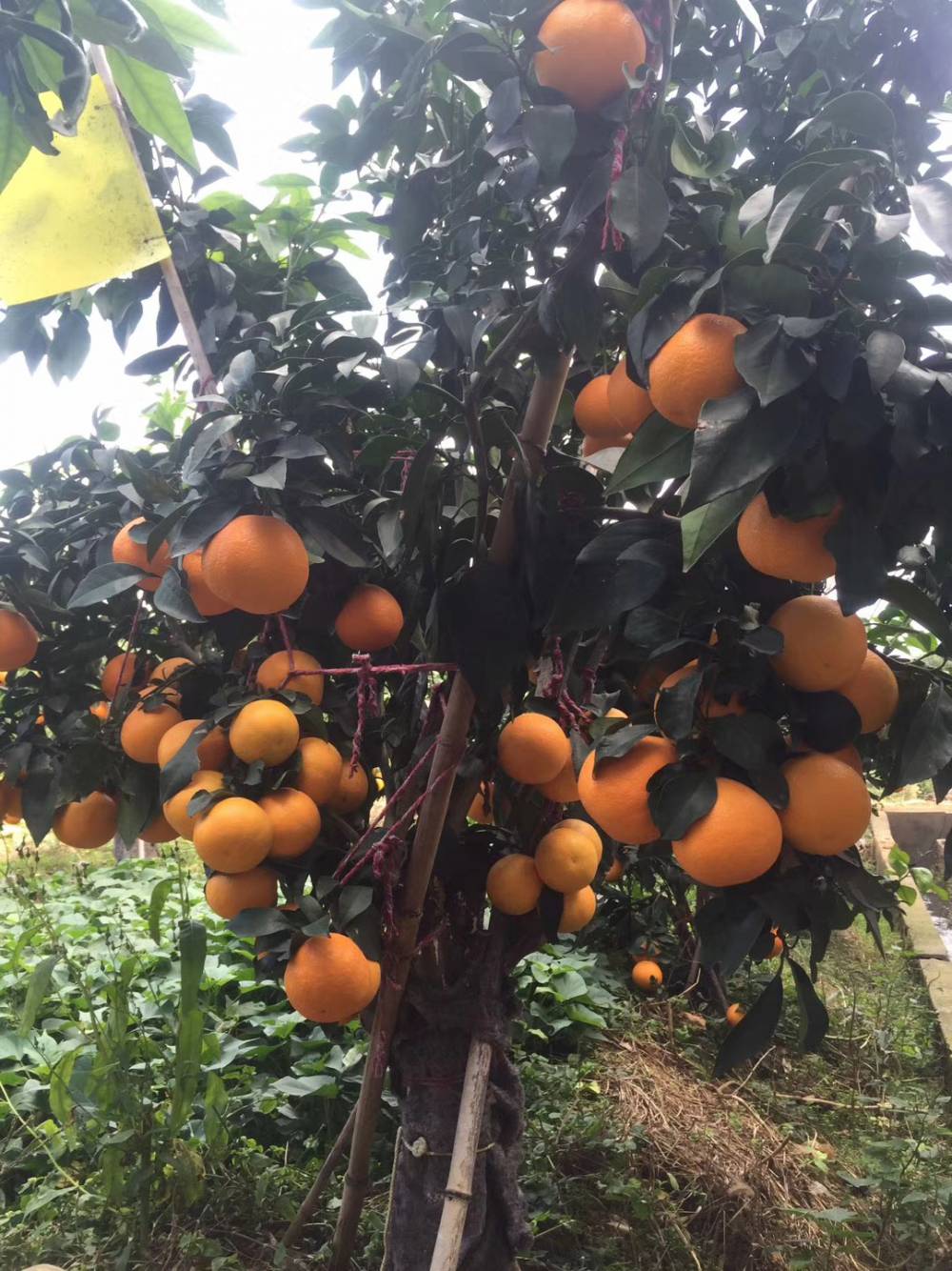 红美人柑橘生长环境图片
