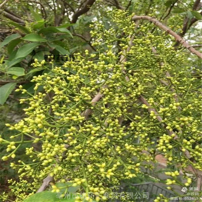 正宗天然水翁花子供应中药材水翁籽产地批发无硫选货批发