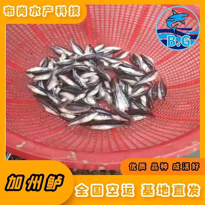 广西桂林市七星加州鲈鱼苗孵化技术生产价格