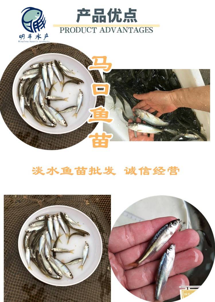 師宗馬口魚苗養殖基地晉江金門縣紅車公魚苗叉尾鮰魚苗批發