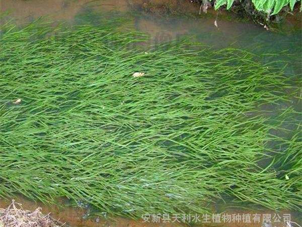 矮生苦草耐寒沉水植物种植方法及注意事项基地