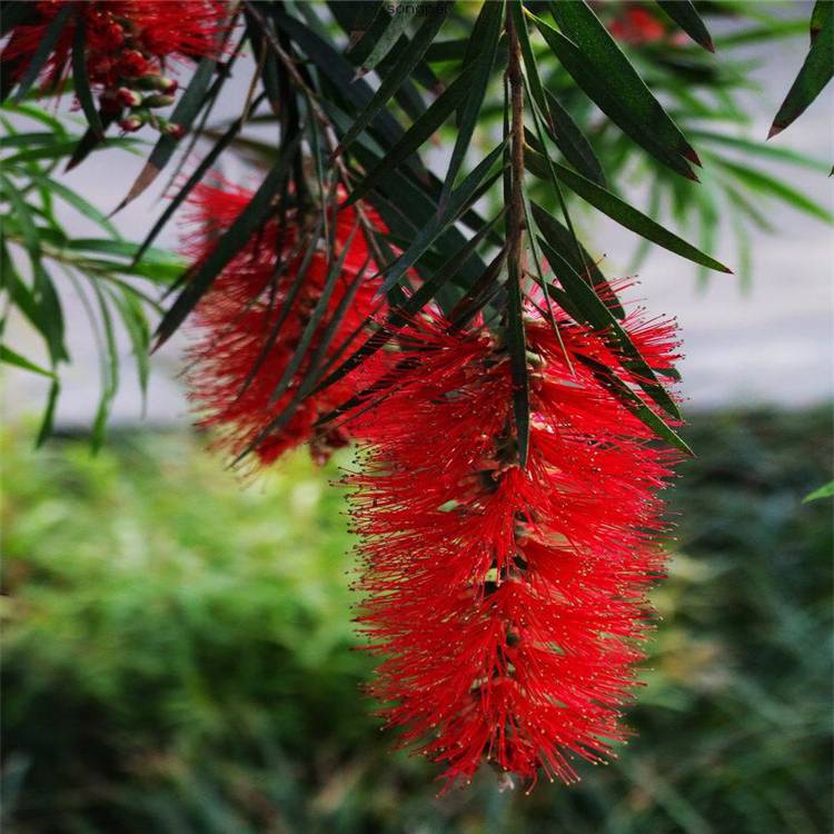 基地批发红千层又名串钱柳观花植物红千层花色红艳