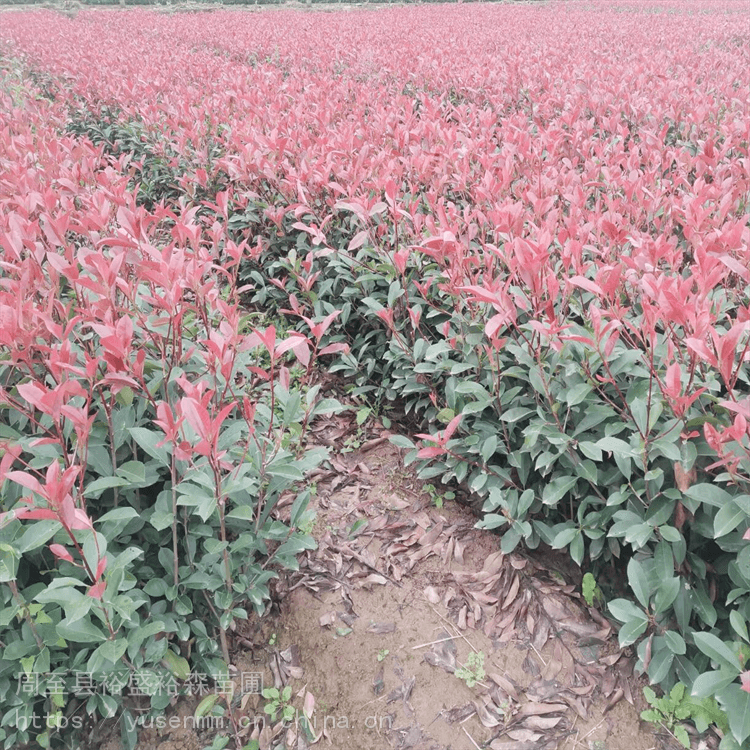 西安红叶石楠基地植物围墙 树苗草皮种子 陕南红叶石楠基地