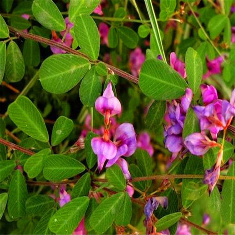 美丽胡枝子胡枝子耐干旱耐瘠薄耐热荒山绿化水土保持和改良土壤