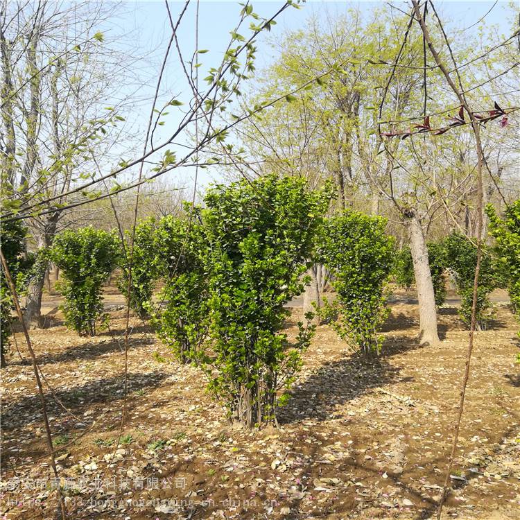 2米北海道黄杨柱青藤农业各种规格北海道黄杨绿篱