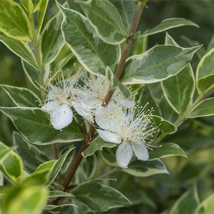 苗圃供应花叶香桃木适应性强庭园公园小区绿化树