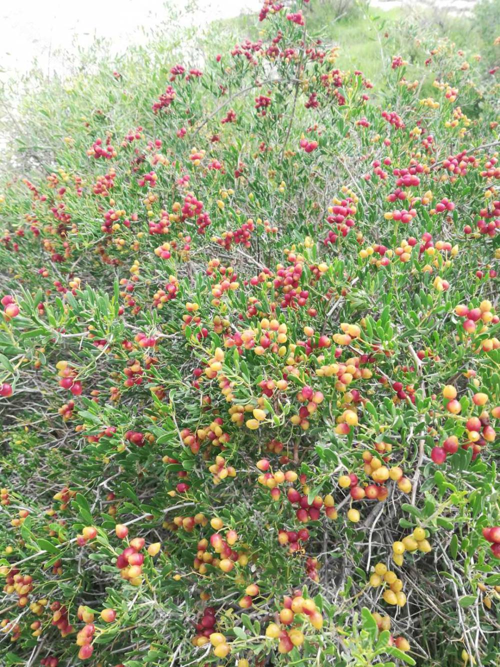 大量批发2年生白刺苗子吉林白刺种子供应商供应40厘米高白刺苗子
