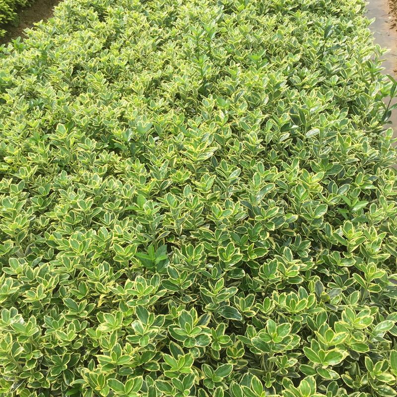 江西南昌金边黄杨生态旅游景点绿化用的绿篱植物批发价格什么价格
