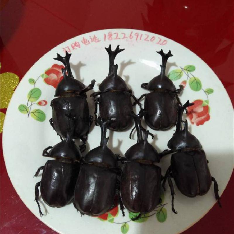 独角仙药用什么功效独角仙哪里可以购买到多少钱一只