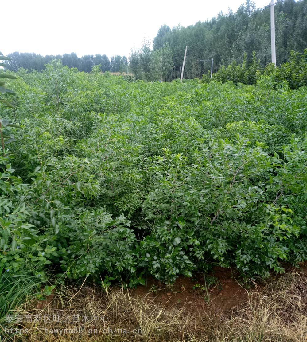 龙枣居植物图片