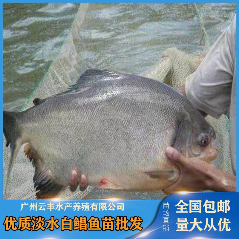 龍華淡水白鯧魚苗一斤的數量深圳淡水紅鯧魚苗