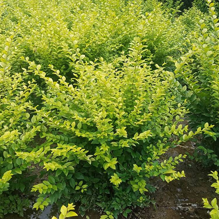 绿化用1米冠幅金叶女贞球价格