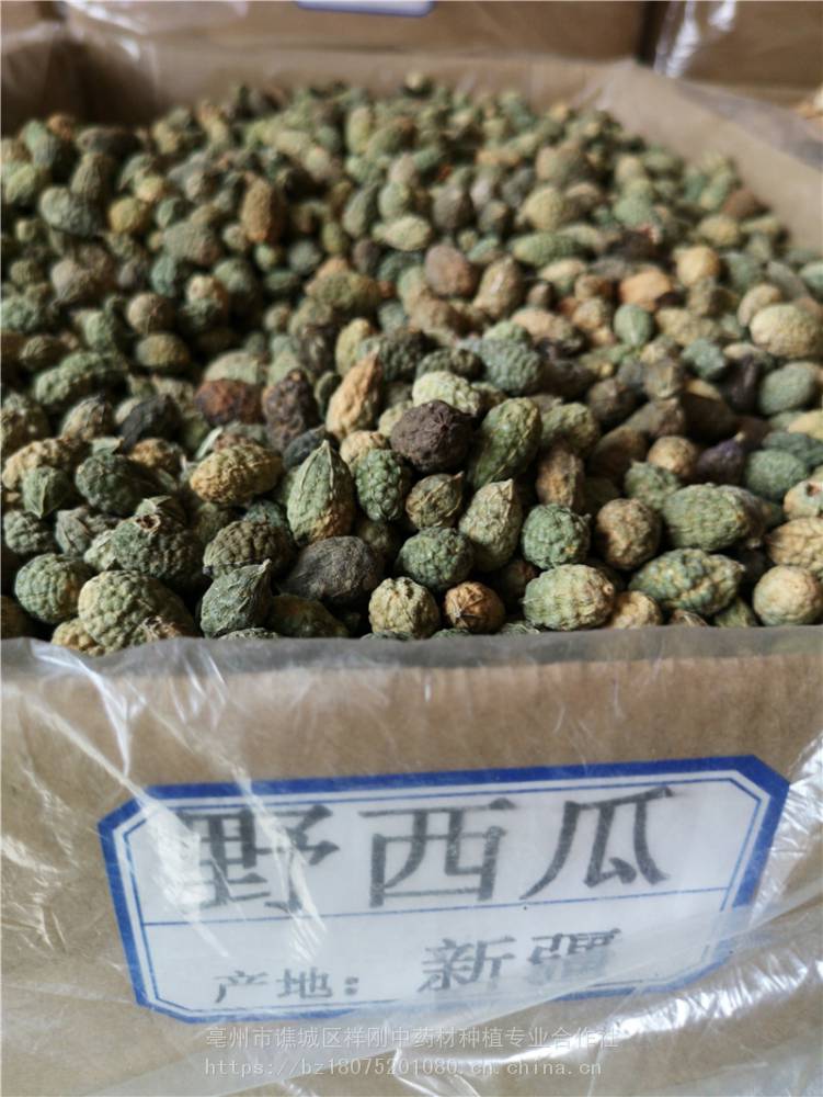 【老鼠瓜 野西瓜 勾刺槌果藤 抗旱草哪裡購買】價