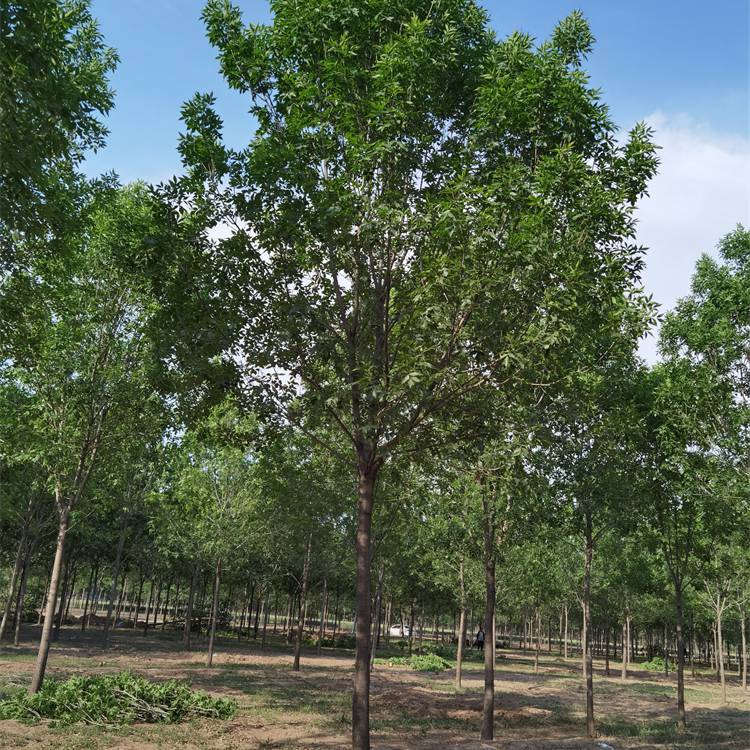 【原生冠白蜡-12公分白蜡基地-白蜡售价-白蜡市场】价格_厂家 - 中国