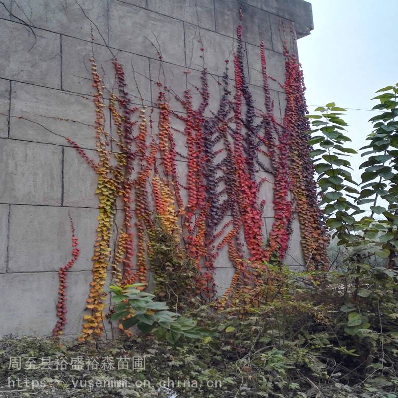 爬藤树苗 爬山虎 四季爬藤植物